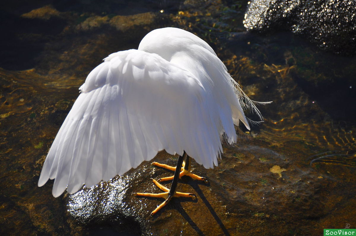 . Snowy Egret - Egretta thula -   