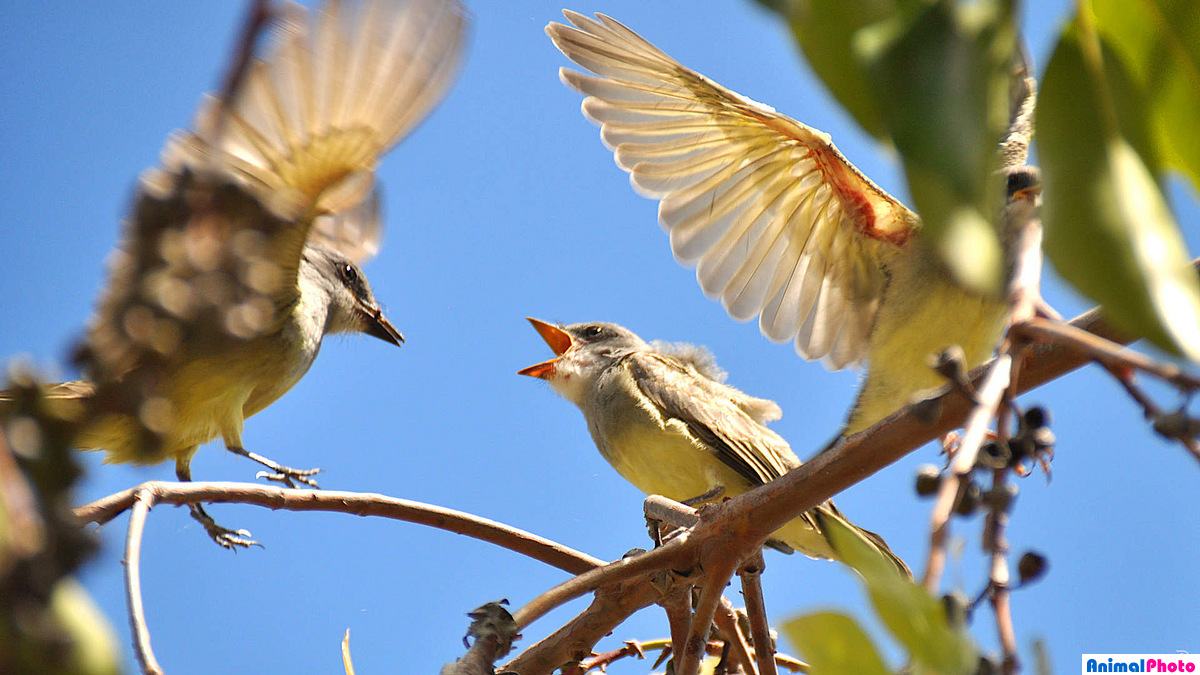   (Tyrannus verticalis)