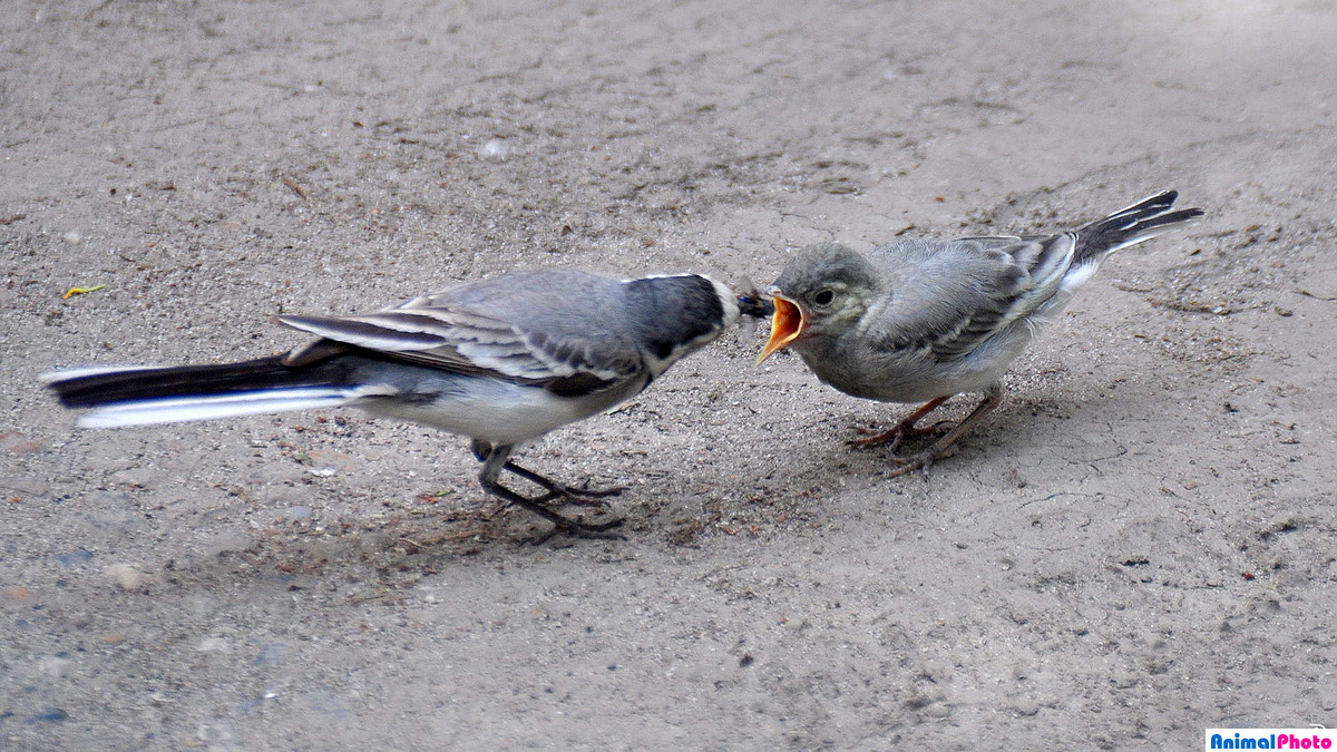   - Motacilla alba