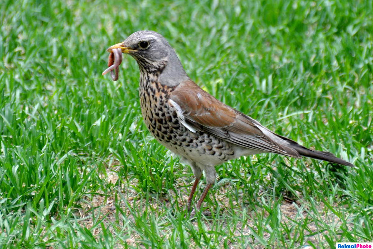 -, Turdus pilaris