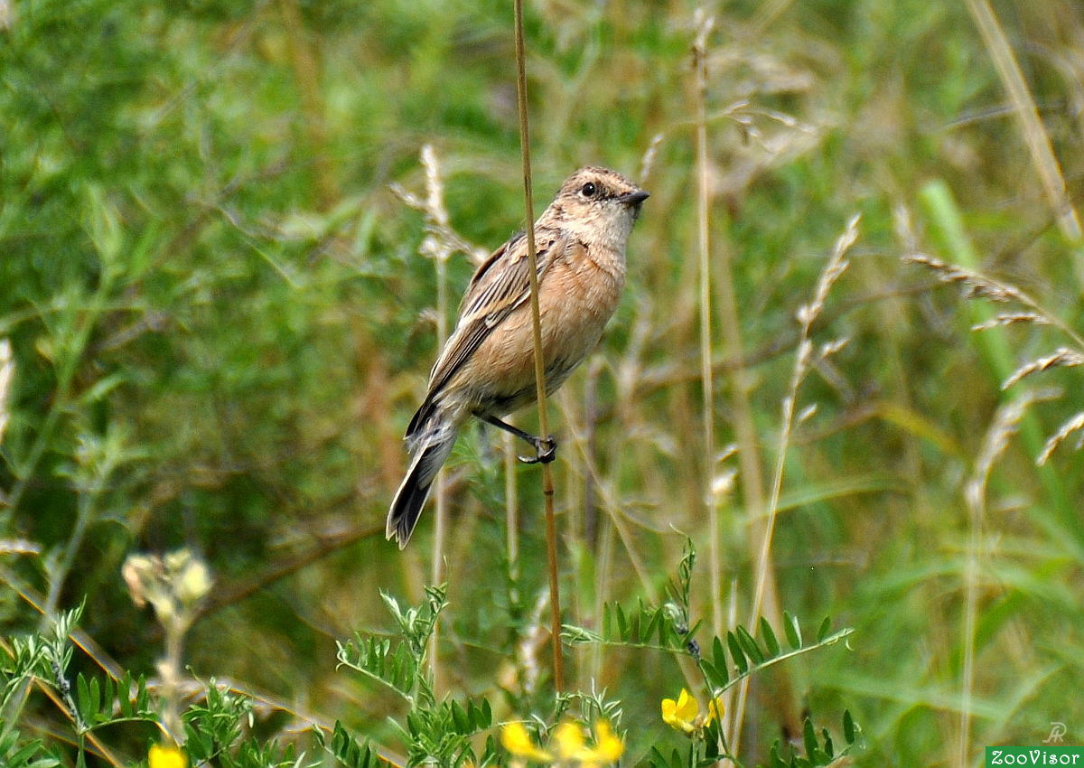 " " (  - Saxicola rubicola)