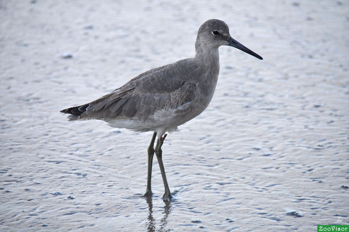  . (Willet - Tringa semipalmata -  )