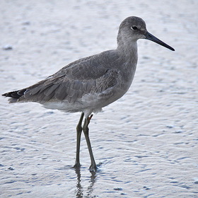  . (Willet - Tringa semipalmata -  )